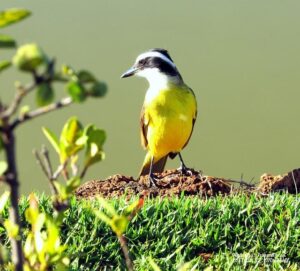 Germany’s Smart Washing Machine Market Poised for Explosive Growth: Key Trends, Competitive Landscape, and Future Opportunities Through 2030 – www.mondialnews.com