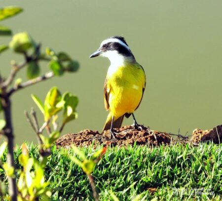 Germany’s Smart Washing Machine Market Poised for Explosive Growth: Key Trends, Competitive Landscape, and Future Opportunities Through 2030 – www.mondialnews.com