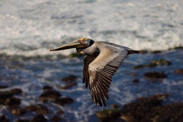 San Diego International Airport Impacted as FAA Announces Budget Cuts Affecting 40 Airports – sandiego365.info