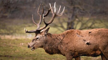 Nottingham Forest Clinch Exciting Signing of Arnaud Kalimuendo from Rennes – news-france.info